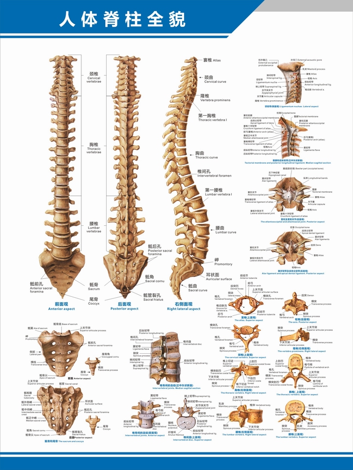 医院科室挂图人体脊柱全貌图脊椎结构图构造图理疗中英文医学医院科室