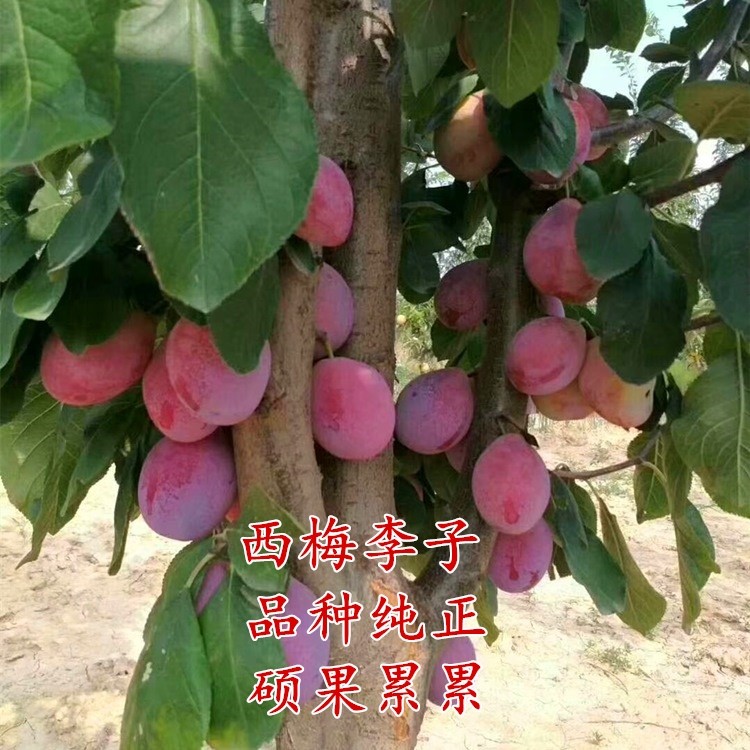 李子树苗蜂糖李南方北方种植三华李脆李树苗红西梅地.