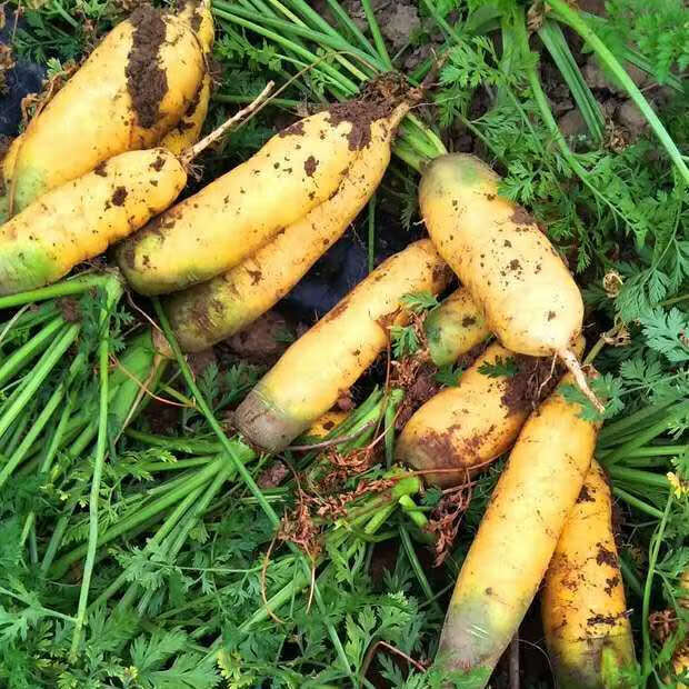 年货精选现挖现发山西黄胡萝卜新鲜蔬菜当季宝宝辅食甜脆水果萝卜批发
