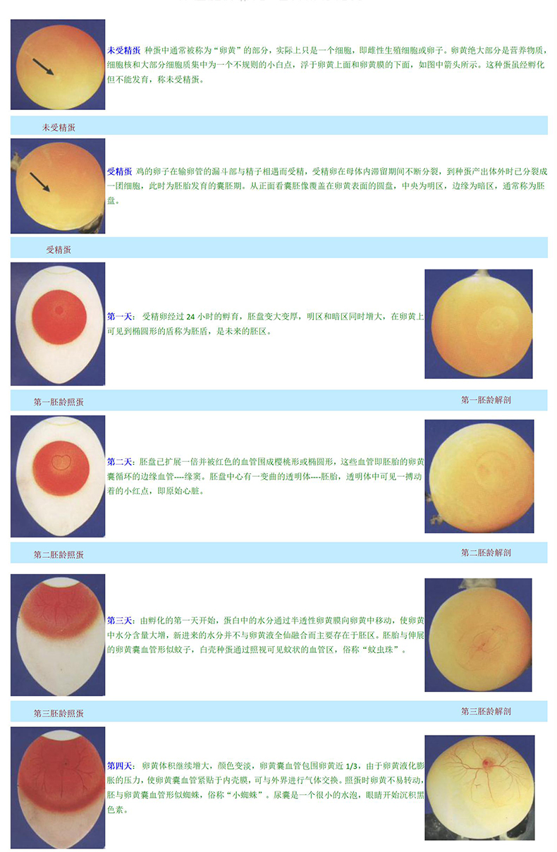 照蛋器led手电筒验蛋孵蛋孵化机器专用照蛋灯种蛋检查冷光可充电升级