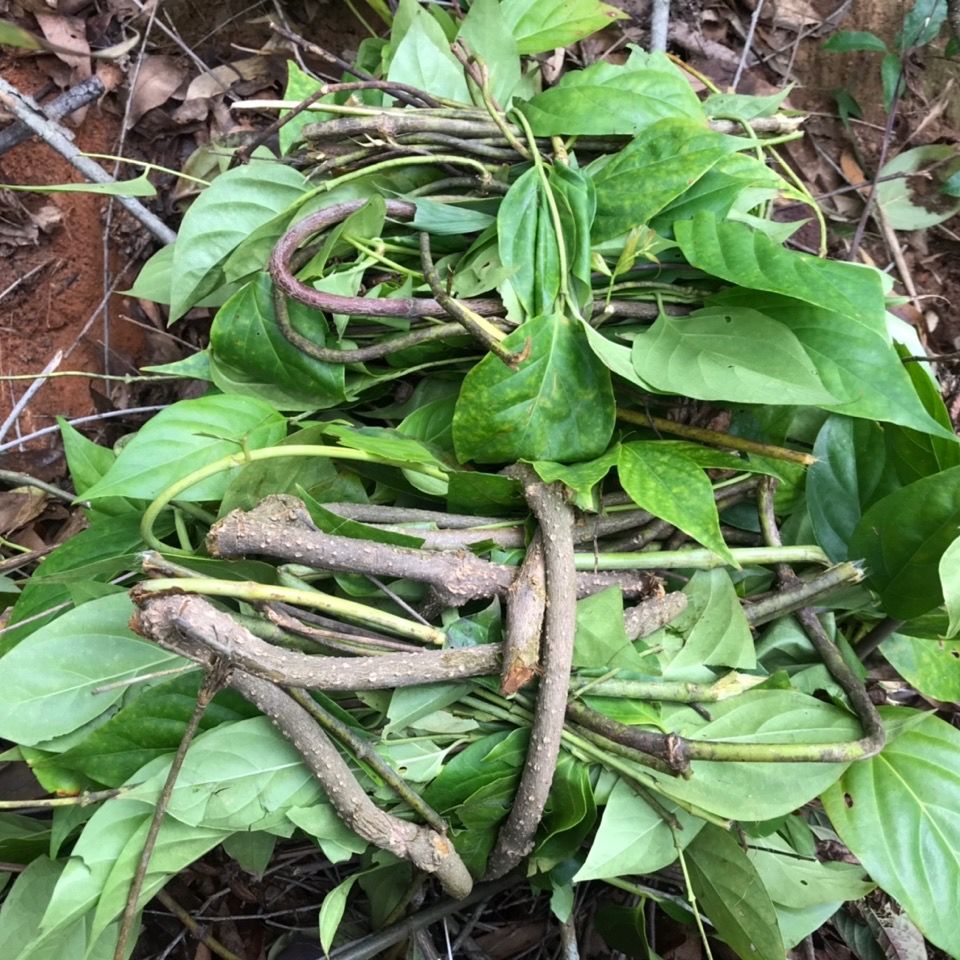 断肠草新鲜断肠草大茶藤胡蔓藤钩吻益补萃500克