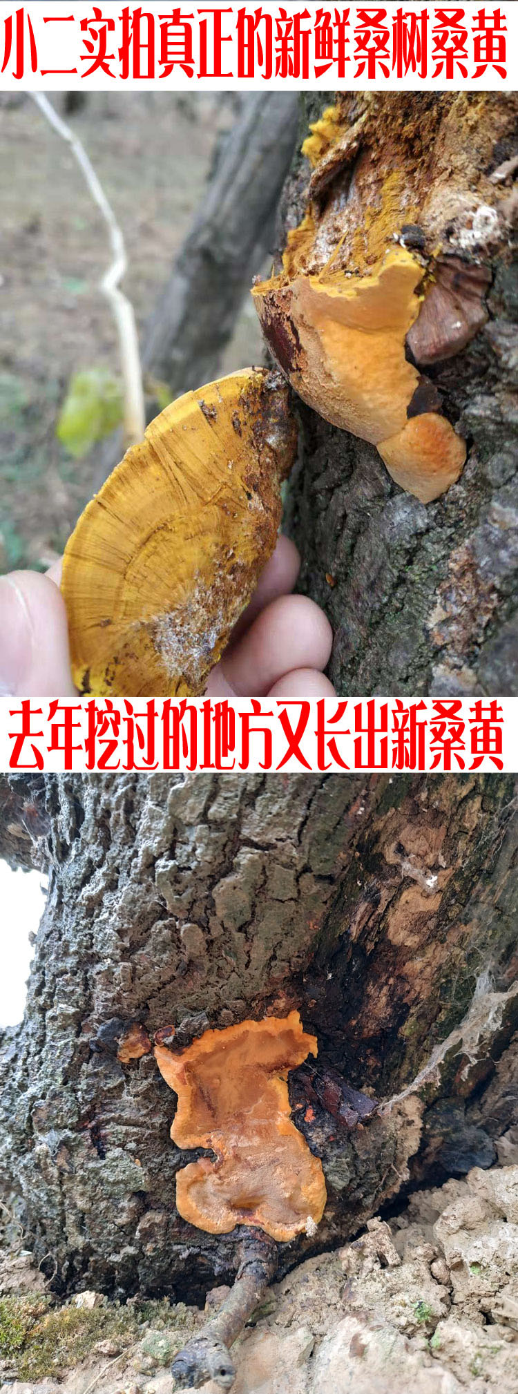 秦岭特级野生桑树桑黄灵芝正宗西藏金边桑黄半斤桑黄茶250克御华