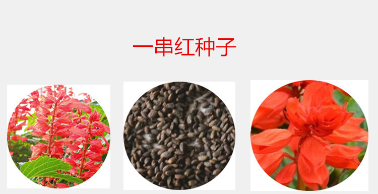 矮杆一串红种子高杆一串红花草籽工程园林绿化草花种子一串蓝籽花乡