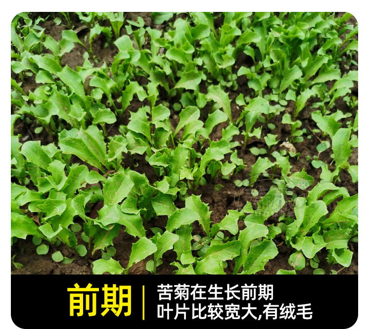 四季苦菊种子苗花叶苦菊菜籽种 苦苣菜种籽秋季盆栽孑