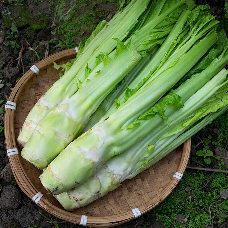 棒棒菜四川农家特产新鲜蔬菜现棒菜炒腊肉芥菜头青笋大青菜1500g