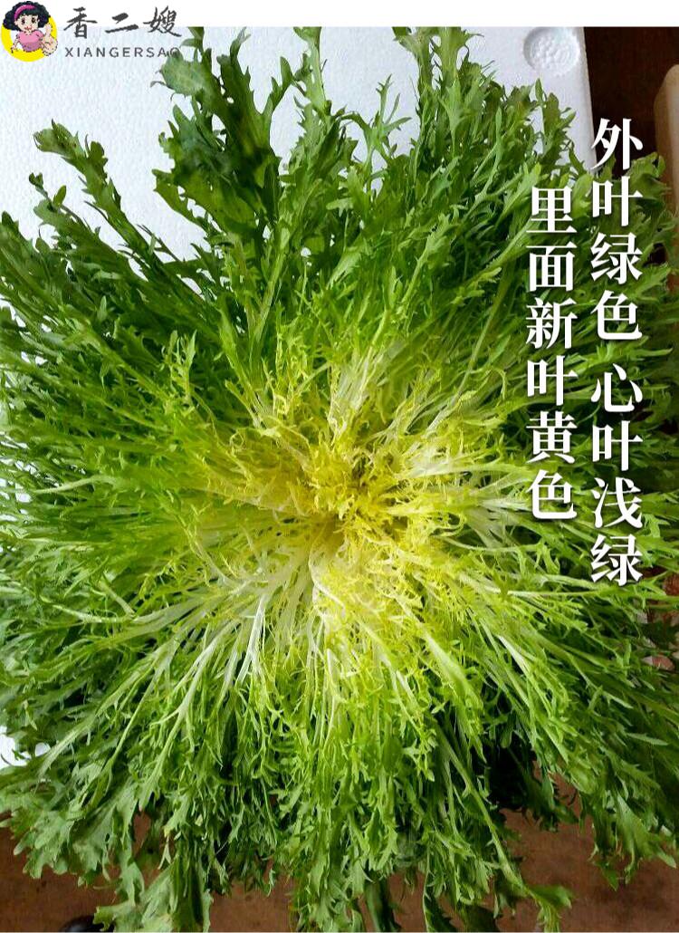 当季新鲜苦苣细叶苦菊苦菜农家蔬菜黄心苦菊宝宝孕妇火锅食材农家自种