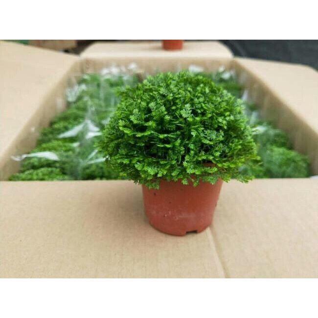 情人草蕨类植物幸福草吸甲醛净化空气室内桌面绿植盆栽花卉麦基乐大盆