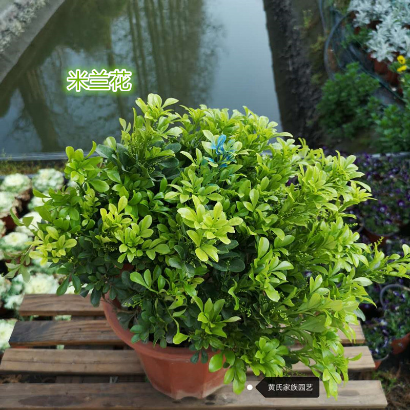 米兰花室内外盆栽绿植清香花卉驱蚊虫除花期长米兰大盆不含盆