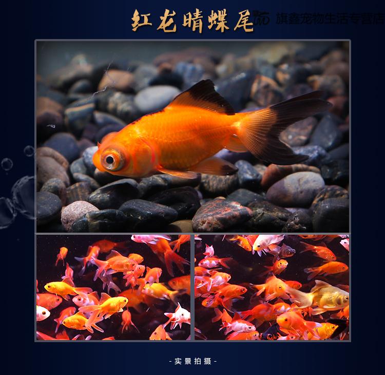 冷水鱼丹顶红狮子头金鱼活体鹤顶红狮头观赏鱼鸿运当头风水鱼89cm红白