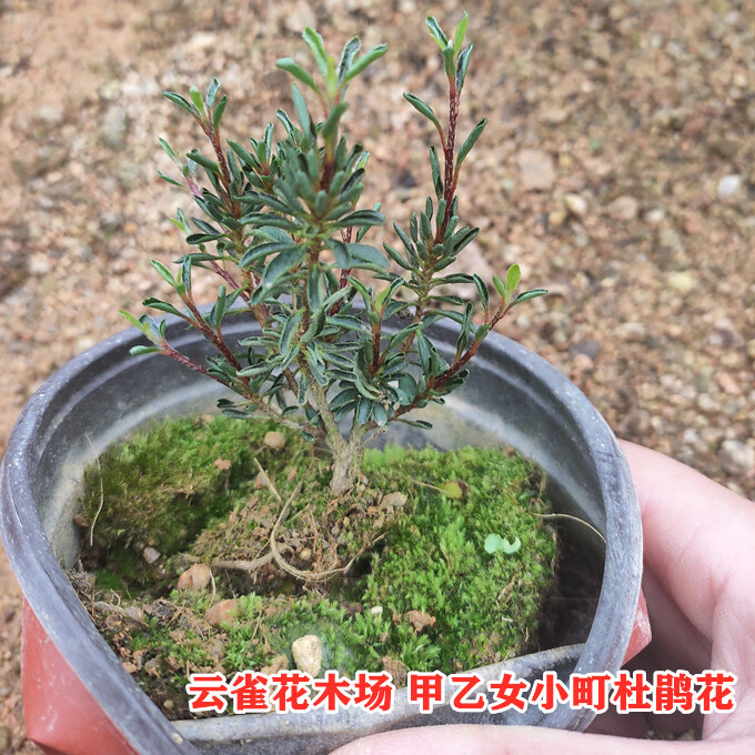 早乙女小町杜鹃花皋月米叶微型盆栽 盆艺 花叶共赏型杜鹃品种 当年生