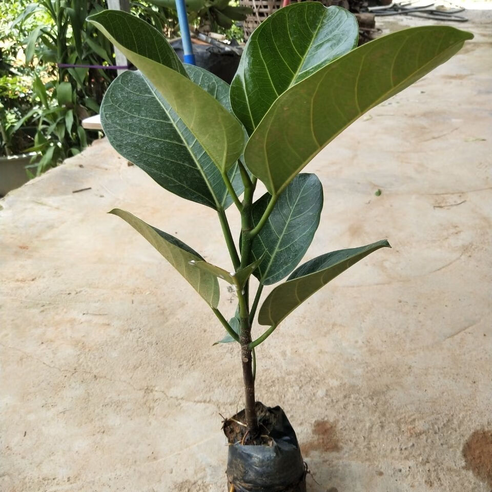 花姬正宗高山榕树苗大叶榕苗大青树马榕富贵庭院绿化常绿地栽植物