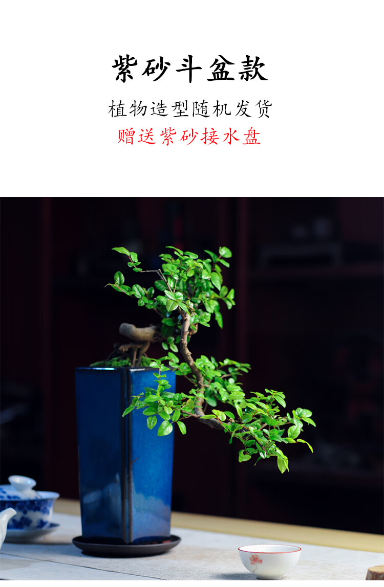 悬崖飘枝雀梅老桩紫砂手工盆栽盆景绿植办公室书房茶几窗台阳台提根