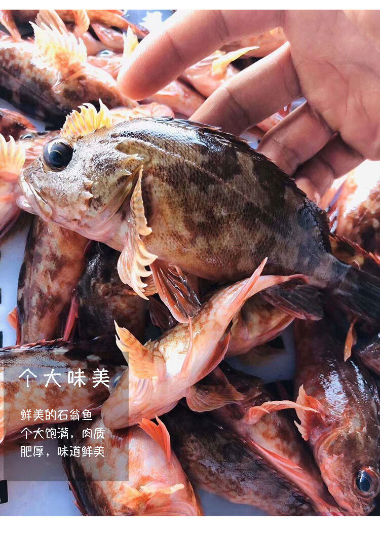 超朴石翁鱼海钓煲汤海鱼新鲜深海鱼红石斑石头九公小虎头鱼500g5斤