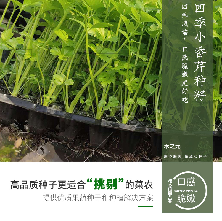 四季小香芹种子大全芹菜苗种籽大全芹菜种子季青菜籽蔬菜种孑农家