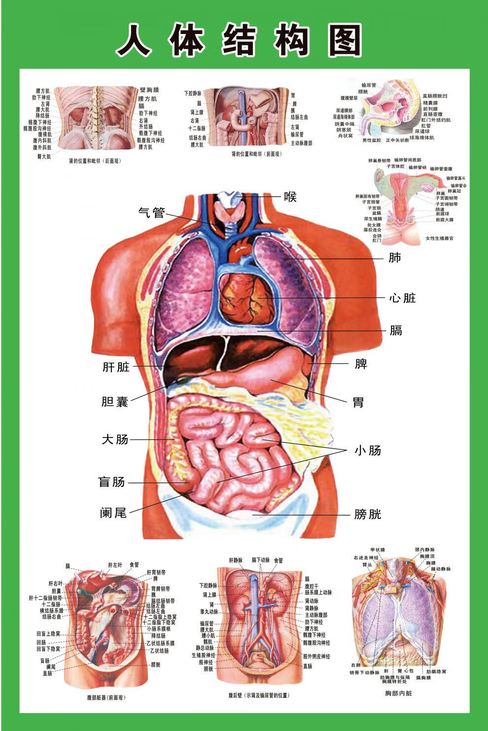 人体内脏解剖示意图医学宣传挂图人体器官心脏结构图医院海报字画血管