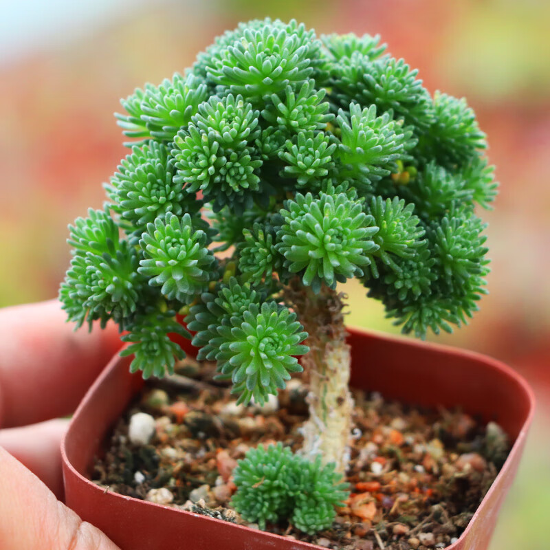 球松老桩多肉植物造型桩微景观盆栽趣味个性花卉绿植新手盆栽肉肉鱼七