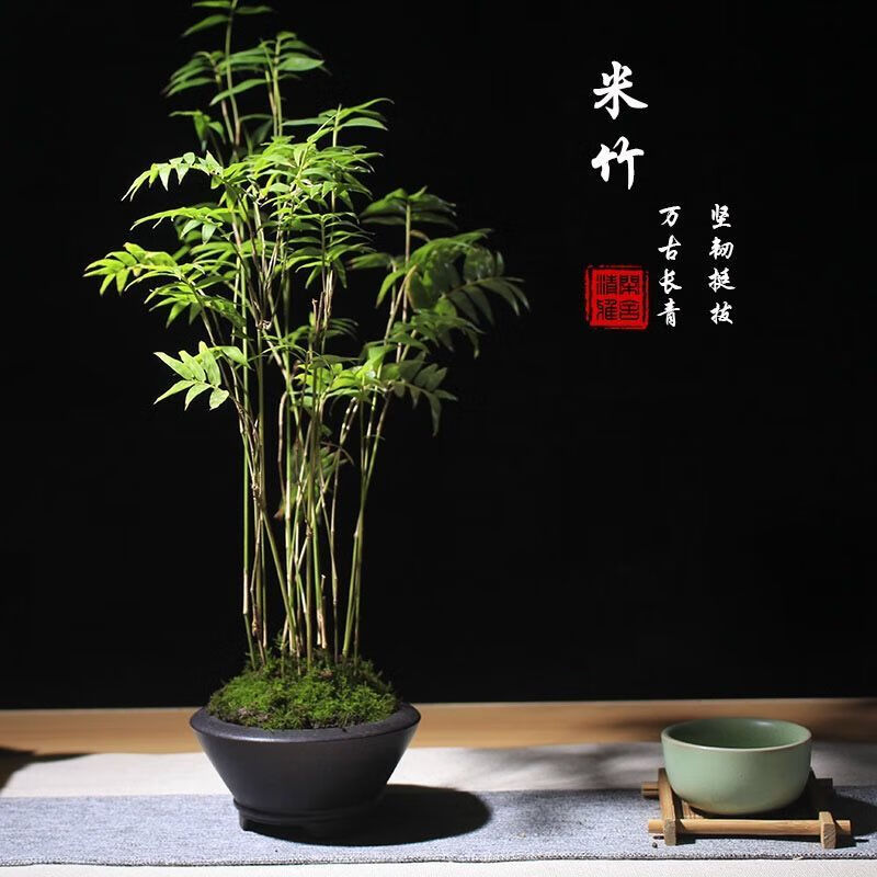 米竹盆景植物四季常绿驱蚊竹造景竹微景观盆景竹小叶