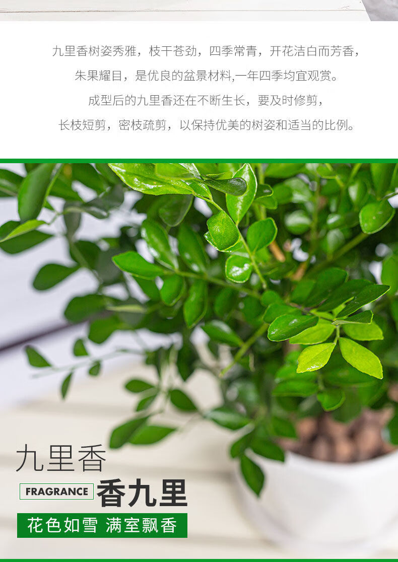 九里香盆栽植物苗七里香浓香四季驱蚊老桩室内阳台开花好养花卉九里香