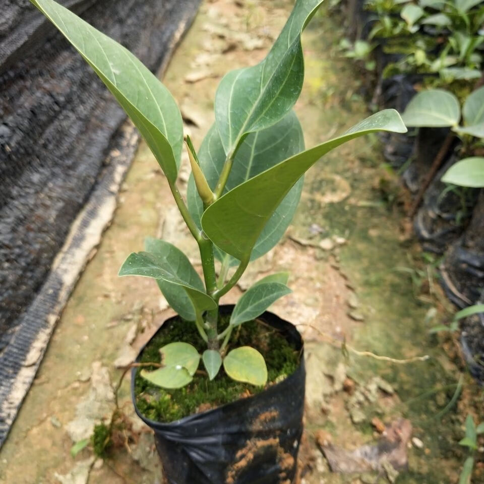 大叶榕树苗高山榕苗耐寒榕树观赏盆景苗室内盆栽绿植高山榕4050高不含