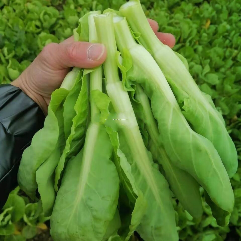 湖北大白菜苔现摘新鲜蔬菜青菜苔白菜心毛白菜苔时令蔬菜白菜苔3斤