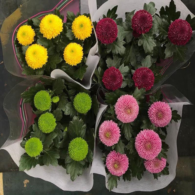 乒乓菊盆栽重瓣球形菊花室内阳台庭院开花植物带花长