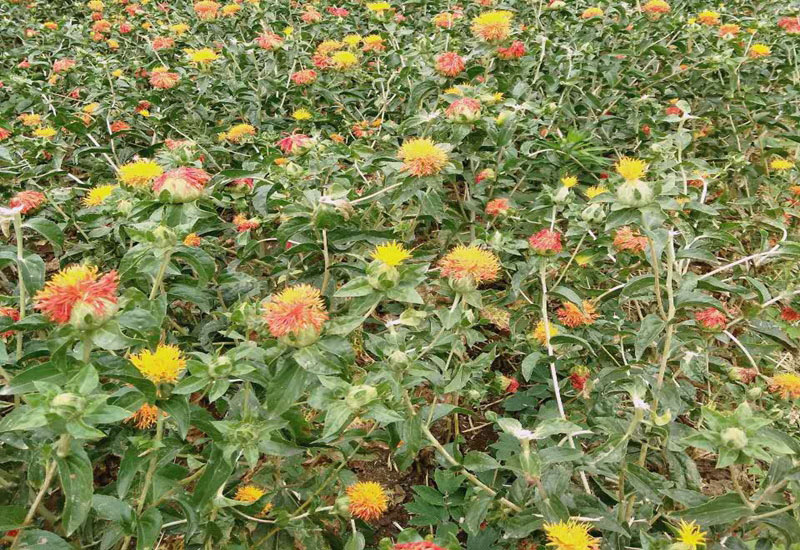 河磊庄西域野山藏红花成朵红花朵红花果养生花茶草红花天然地摊江湖