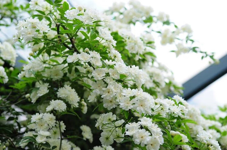 爬藤黄花浓香阳台庭院爬藤植物白木香花苗白木香小苗不含盆