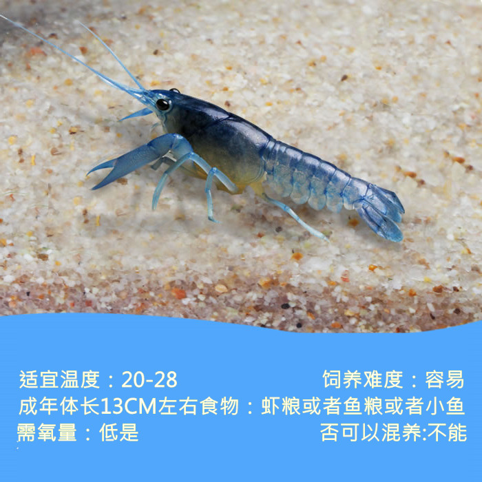 荣郁佛罗里达人工螯虾佛蓝白橘龙纹观赏天空蓝魔虾活体宠物淡水小龙虾