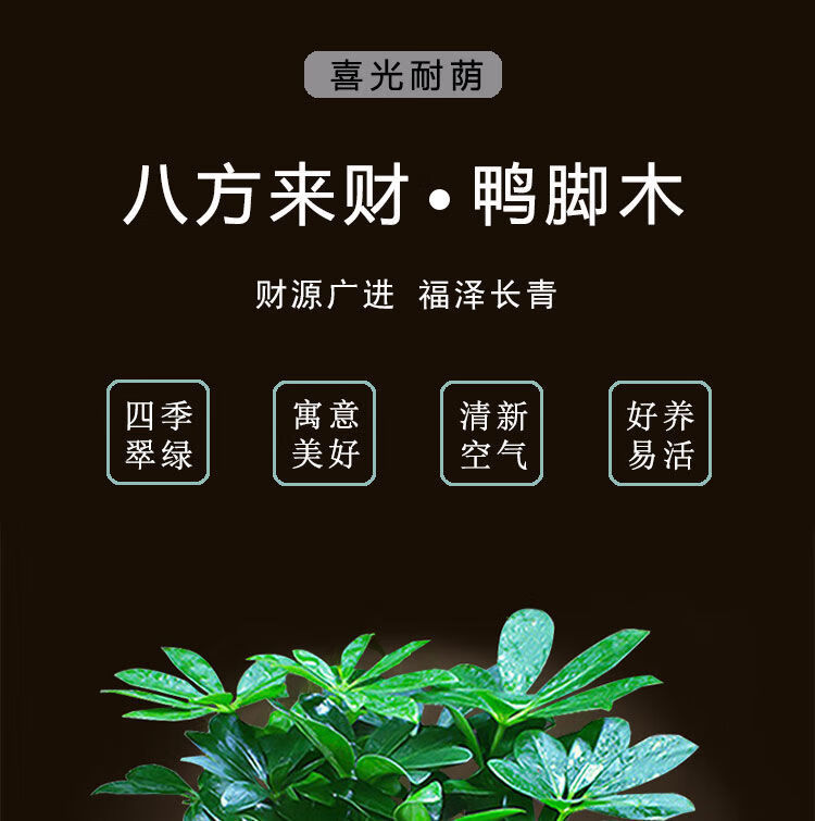 八方来财鸭脚木花卉盆栽七叶莲绿植树发财树四季常青桌面盆栽八方来财