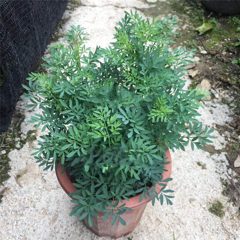 贼仔草芸香草防蛇植物盆栽大棵茂盛不含盆