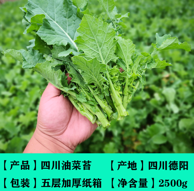 四川油菜苔新鲜小油菜新鲜蔬菜油菜苗绿色蔬菜青菜苔薹5斤3斤500g