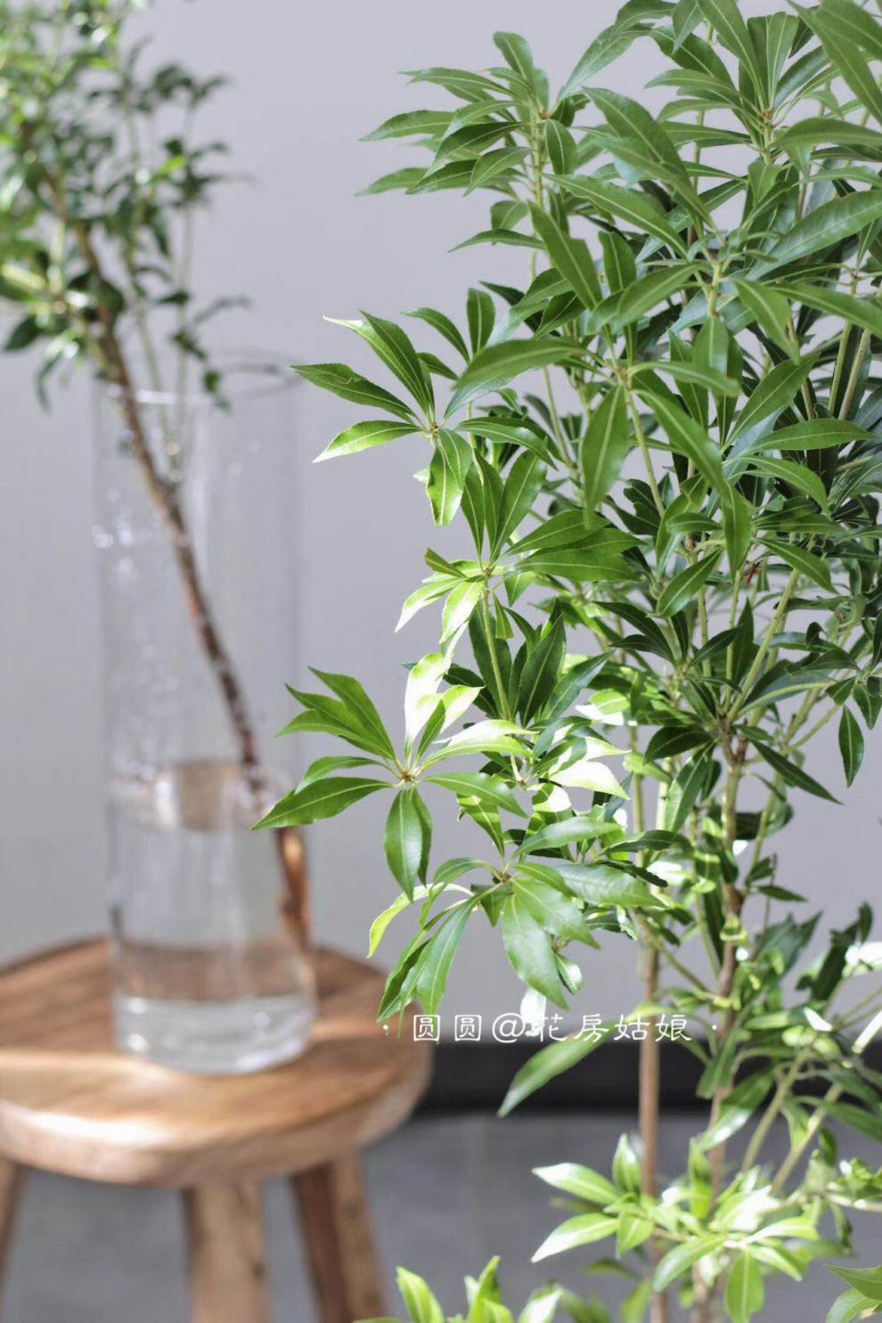 澜墨吊钟鲜切枝条植物马醉木鲜切枝条樱花雪柳鲜切小森林 马醉木60cm