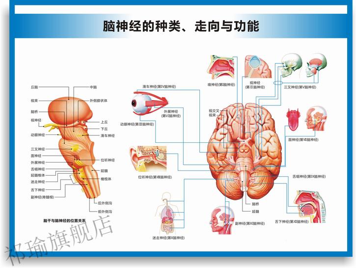 医院科室挂图宣传图脑的构造图脑的结构大脑结构图大脑解剖图脑部构造