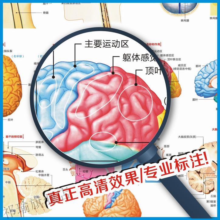 医院科室挂图宣传图脑的构造图脑的结构大脑结构图大脑解剖图脑部构造