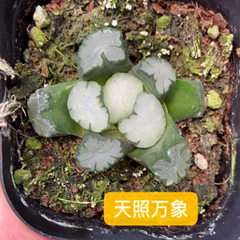 贵货玉露多肉植物电影玉扇福娘玉扇福屋玉扇黑武泰玉扇万象盆玉露雪国