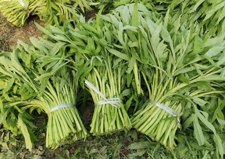 2斤装藜蒿新鲜江西鄱阳湖特产藜蒿炒腊肉芦蒿黎蒿农家蔬菜现摘1000g