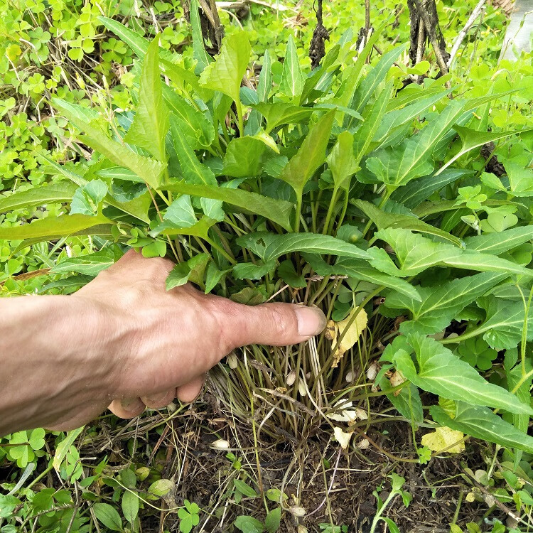 精品好物正宗生新鲜犁头草紫花地丁中草药铧头草梨嘴草玉如意草500g