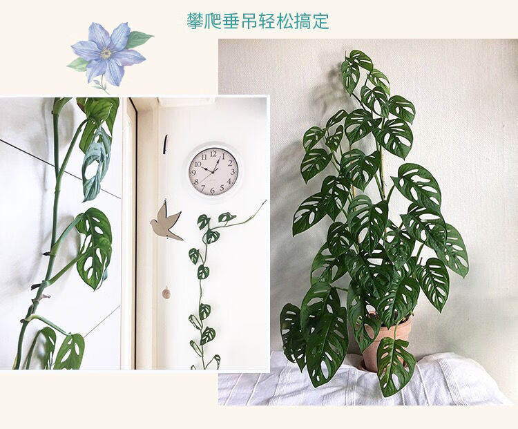 仙洞龟背竹盆栽绿植孔龟背室内观叶植物多年生常绿仙洞龟背竹110原盆