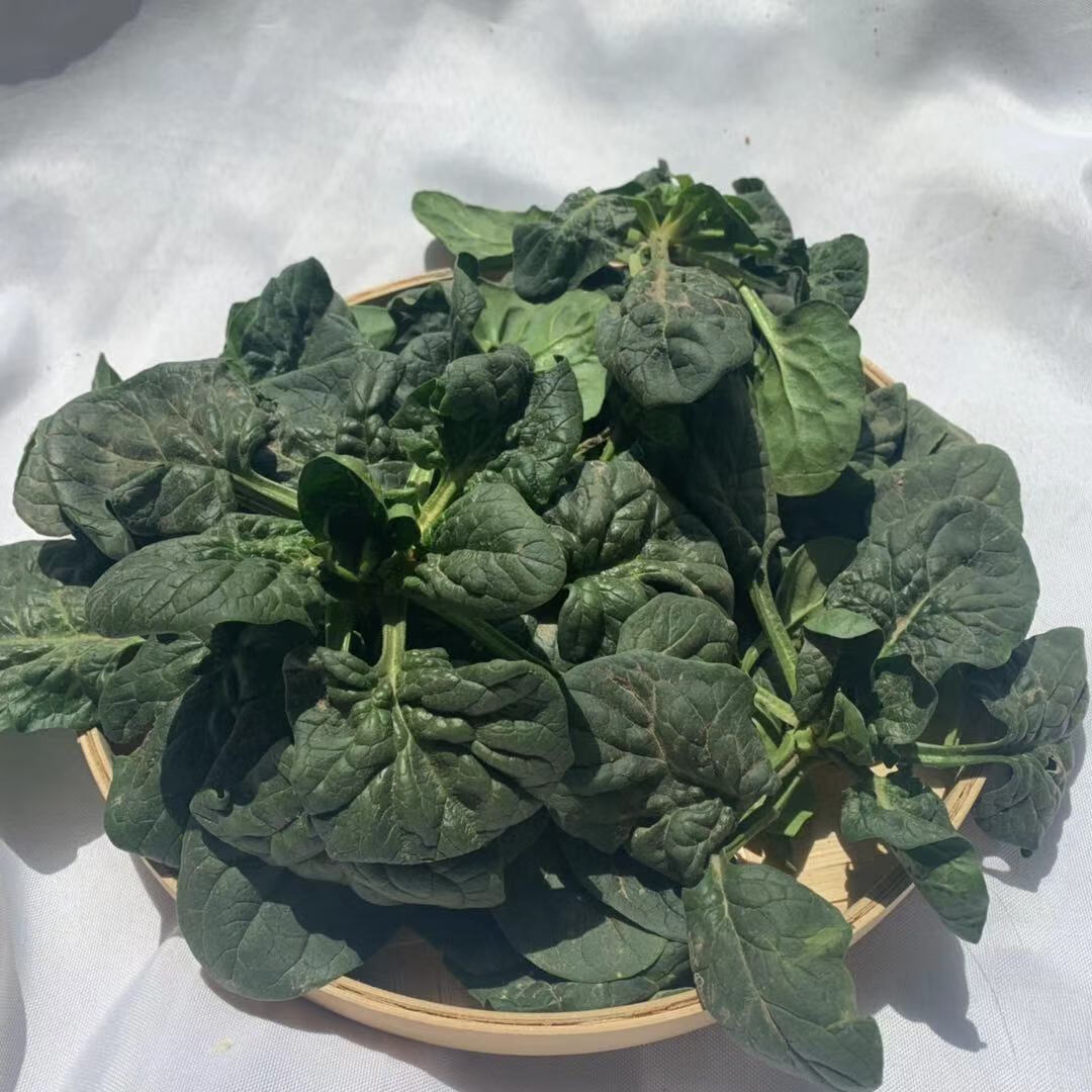 预售矮脚菠菜新鲜蔬菜15斤霜冻菠菜河南农家土菠菜红根菠菜大叶菠菜
