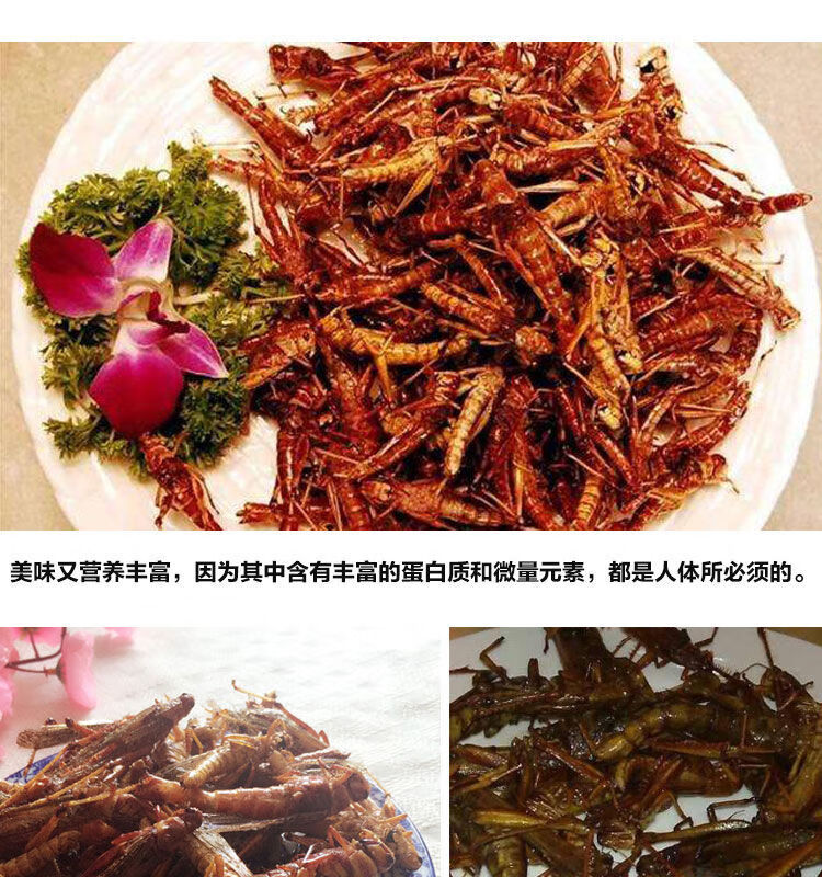 50400克麻辣蚂蚱新鲜油炸活体蝗虫蚱蜢美食昆虫熟食小吃孜然味美味