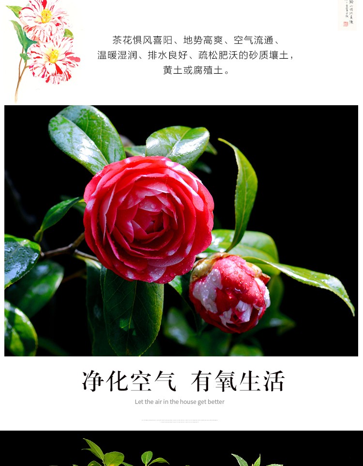 芊阙盆栽茶花苗四季香妃茶花盆栽带花苞浓香型庭院室内好养树苗花卉