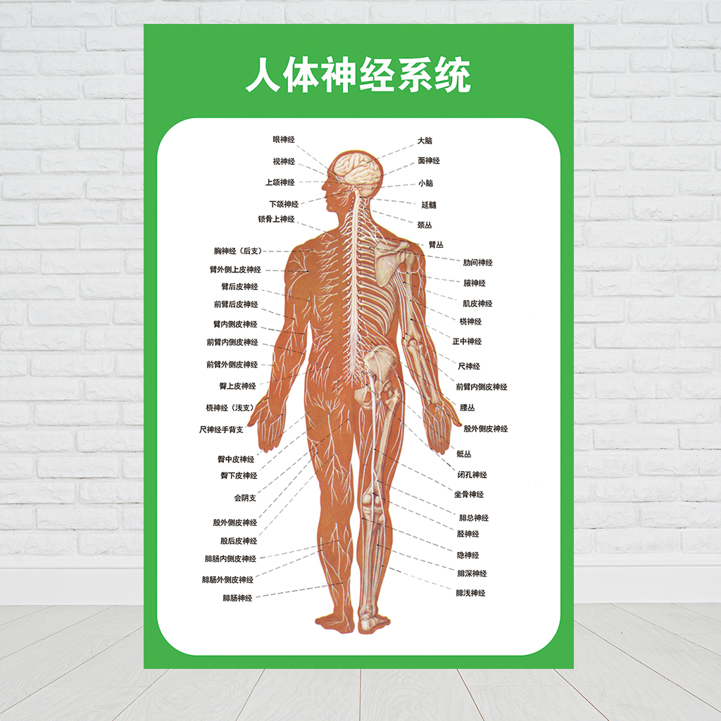 人体九大系统运动消化生殖泌尿神经解剖内脏骨骼肌肉医院医学挂图人体