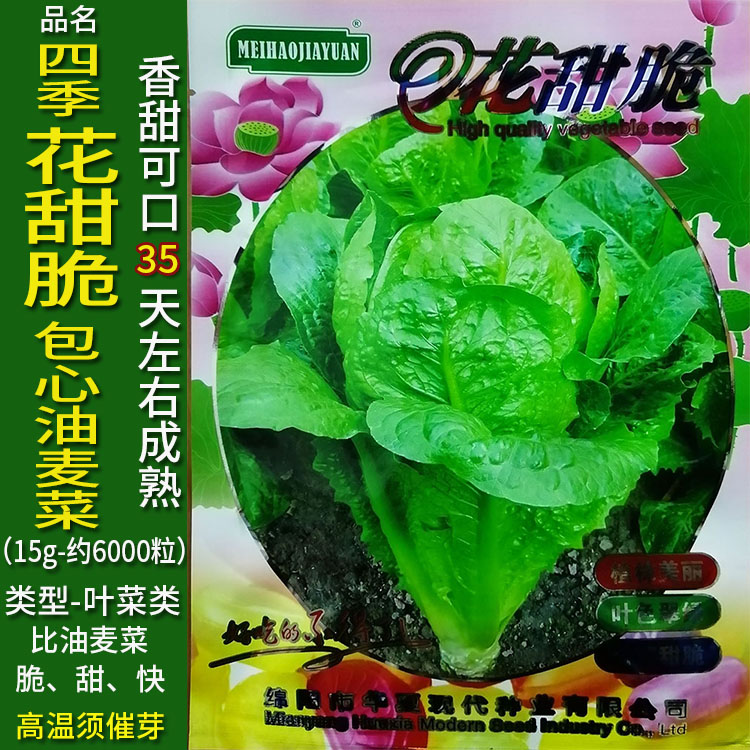 油麦菜种子油麻菜四季播种蔬菜叶菜种籽仔阳台盆栽籽种春夏秋冬孑花甜