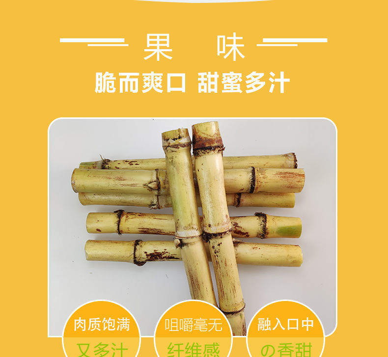 广西木格白玉甘蔗当季直发中段白甘蔗5斤10斤装新鲜水果爽口多汁中小
