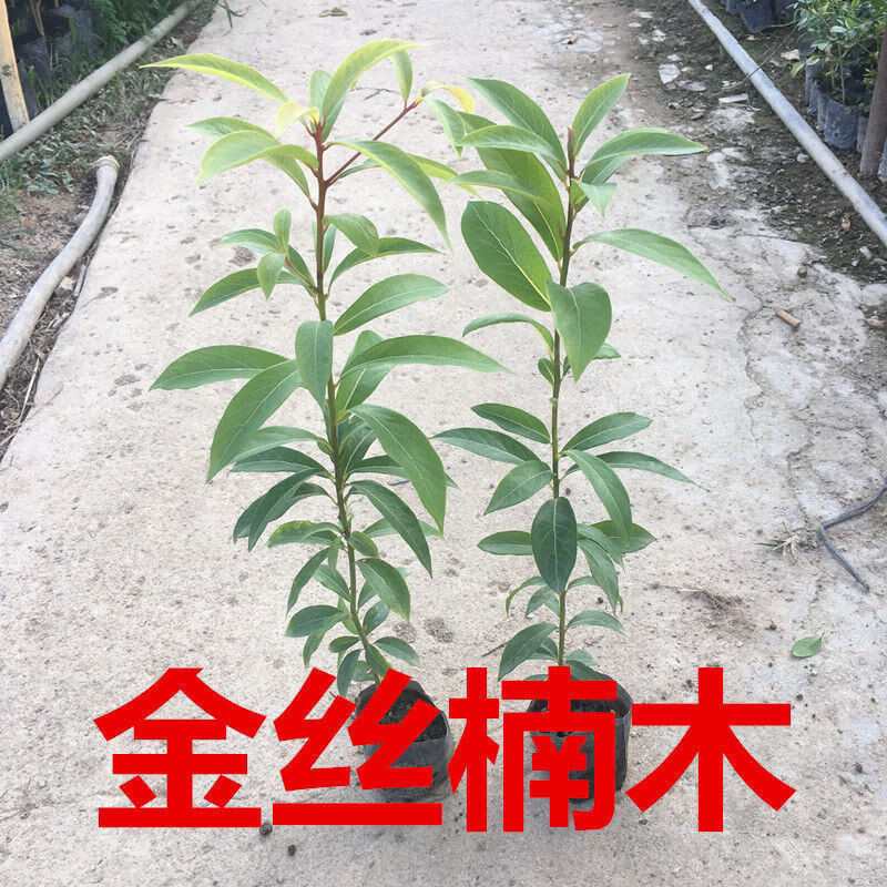 花果山正宗奇楠沉香树苗降香海南黄花梨树苗小叶紫檀金丝楠木树苗香樟