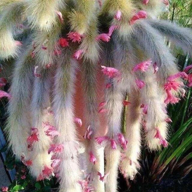 芊阙九尾狐多肉九尾狐多肉植物猴尾柱软毛猴尾巴垂吊软毛仙人掌多肉