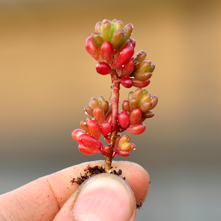 多肉植物彩色锦多肉植物盆栽赤豆肉肉办公桌室内花卉绿植净化空气好养