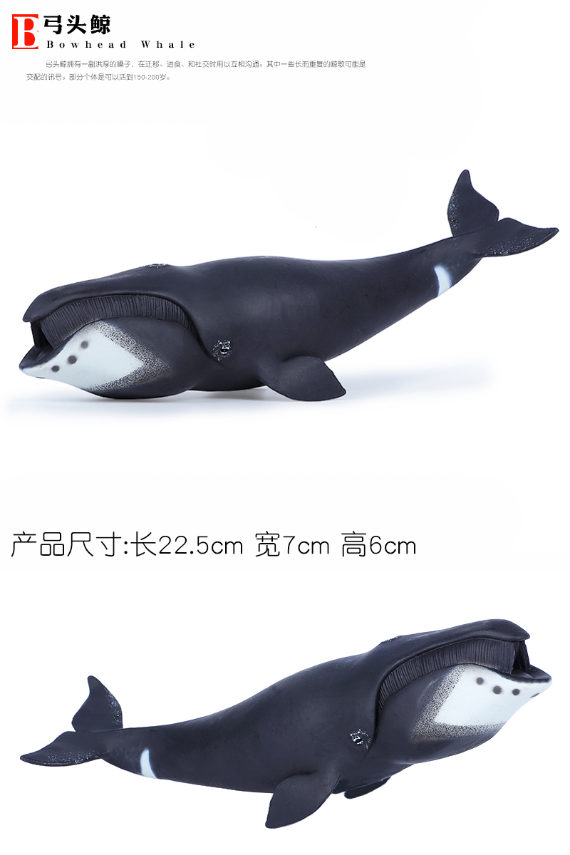 动物玩具仿真海洋生物鲸鱼玩具动物模型大号弓头鲸虎鲸座头鲸一角鲸男