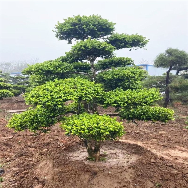 纳格兰黄杨小叶黄杨造型盆景别墅庭院绿化常青树黄杨地景盆栽地栽造型