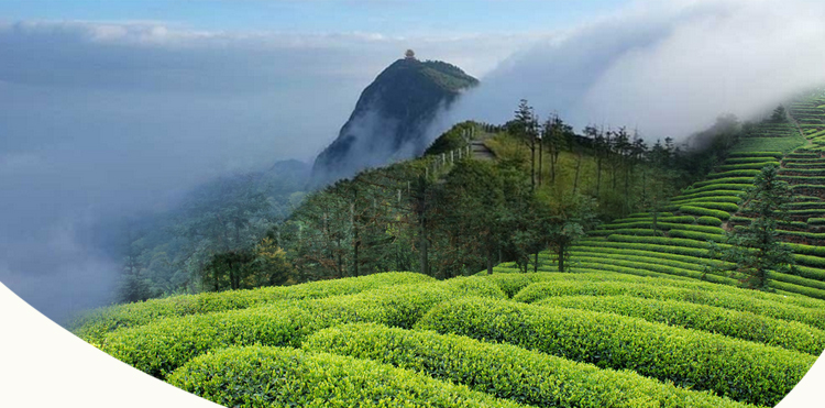 茉莉花茶叶2021新茶黑苞山飘雪特级浓香型四川峨眉山花茶250g散装